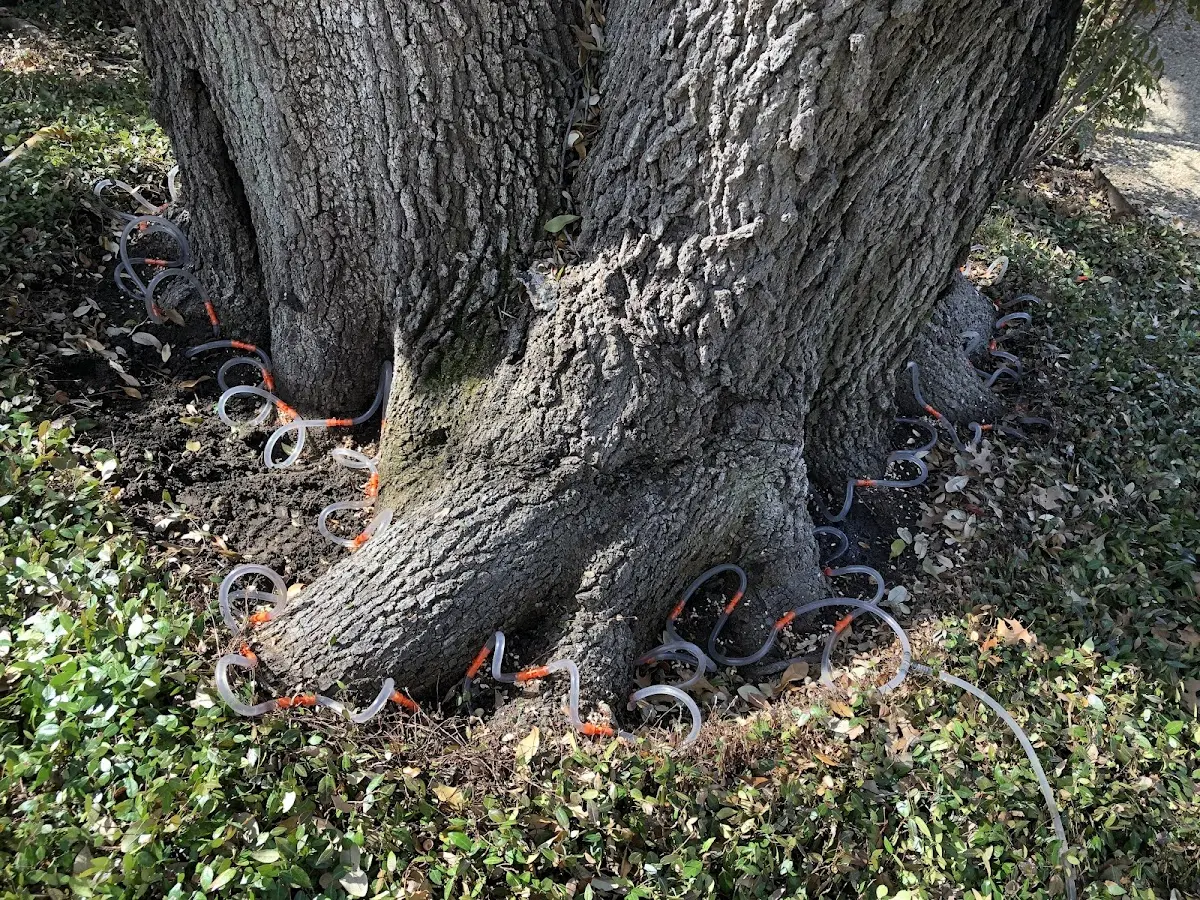 Detailed Shrub and Hedge Trimming job site in Hugo